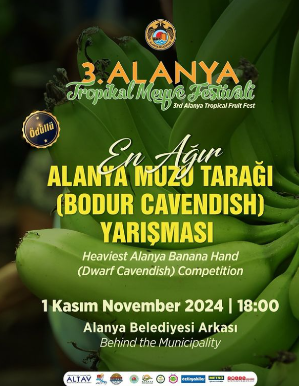 1 Kasım Alanya Belediyesi Arkası En Ağır Alanya Muzu Tarağı yarışması