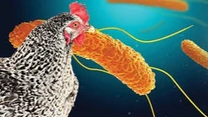 Salmonella, gıda zehirlenmesine en sık yol açan bakterilerden biridir