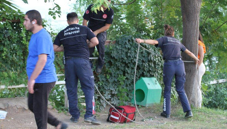 The parachute got stuck in a tree, and the teams were put on alert