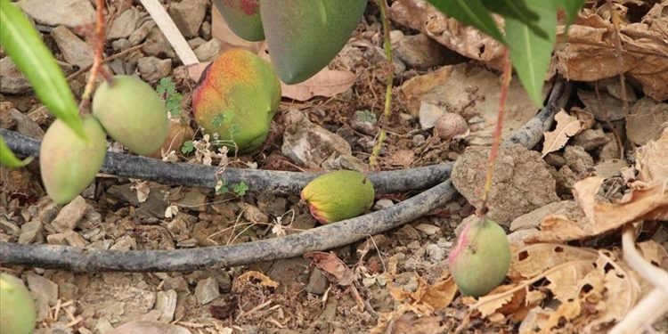 The Producer's Test of Heat... Values Decline in Alanya
