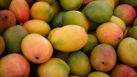 Mango production in Alanya is rapidly increasing: local mango has become a favorite among consumers