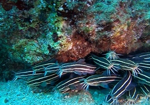The venomous striped catfish was spotted in Alanya for the first time