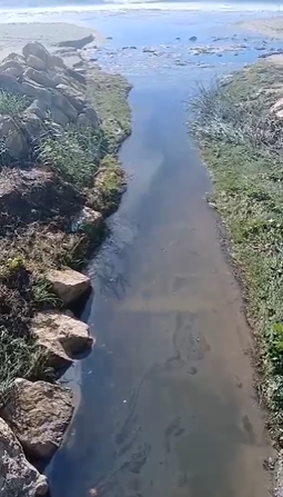 Bu kir nereden geliyor? Alanya'da Gümüşdere siyah akıyor!