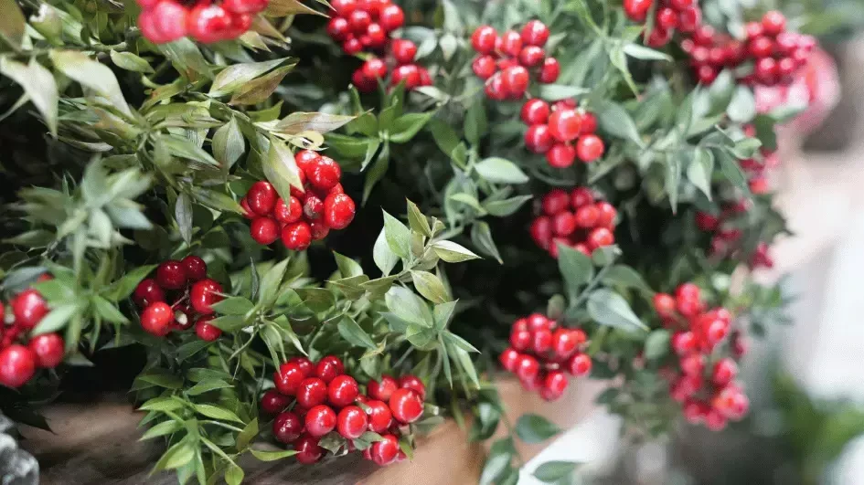 Цветы кокины на Новый год в изобилии