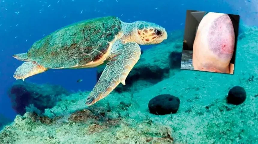 Antalya's Fear of Caretta Caretta! Professor Provides Reassuring Explanation