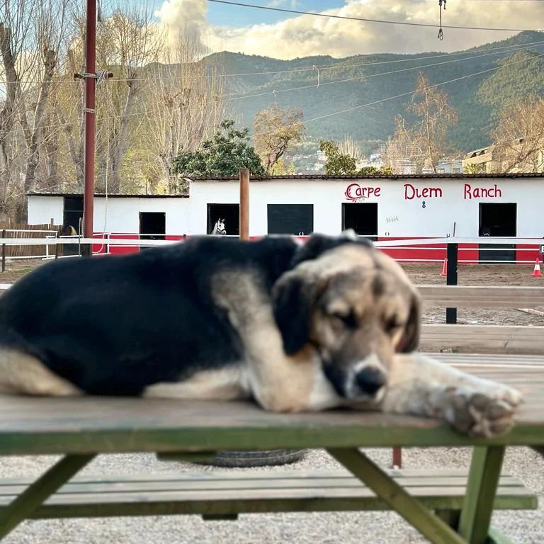 Carpe Diem Binicilik At Çiftliği