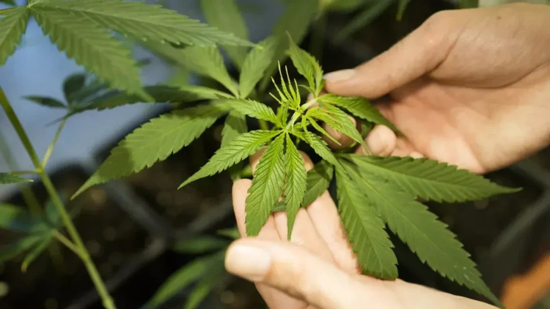 Individuals growing cannabis in Alanya have been caugh