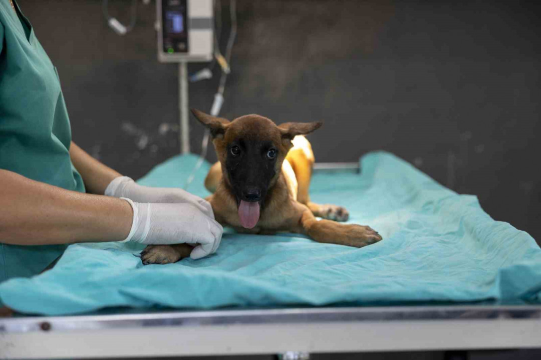 Abandoned Dog is Recovering with Treatment at the Shelter