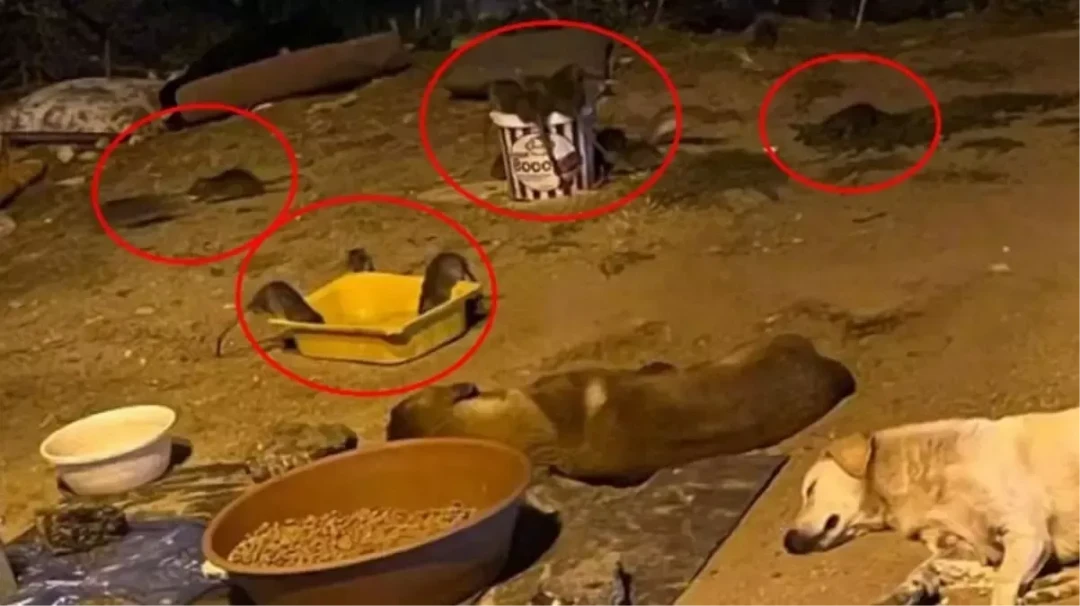 This is not India, it's Türkiye: swarms of rats have invaded Esenyurt
