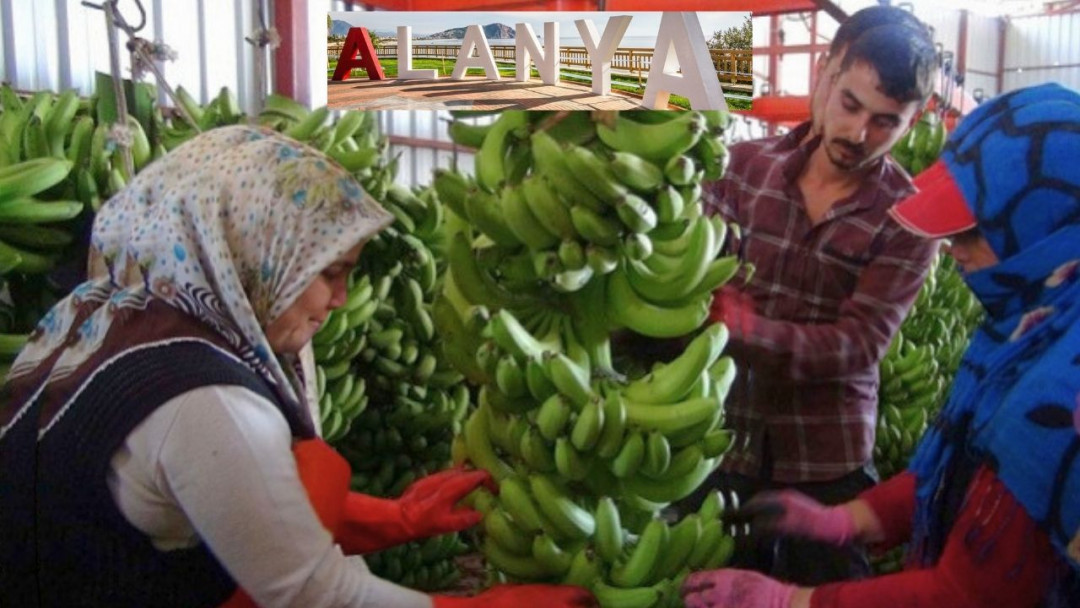 Banana producers in Alanya are deeply worried!