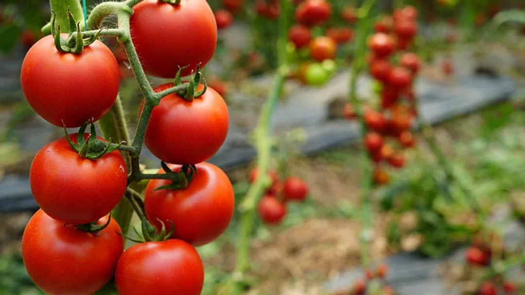 Production in Antalya Decreased, Prices Increased