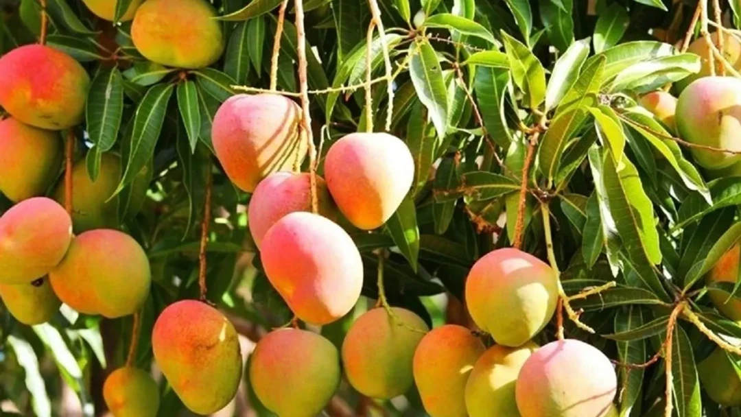 Mango production is increasing in Alanya