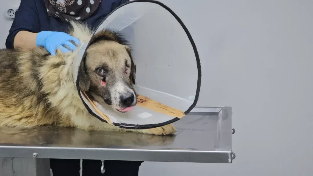 Incredible Incident! They Used a Dog as a Target at a Shooting Range